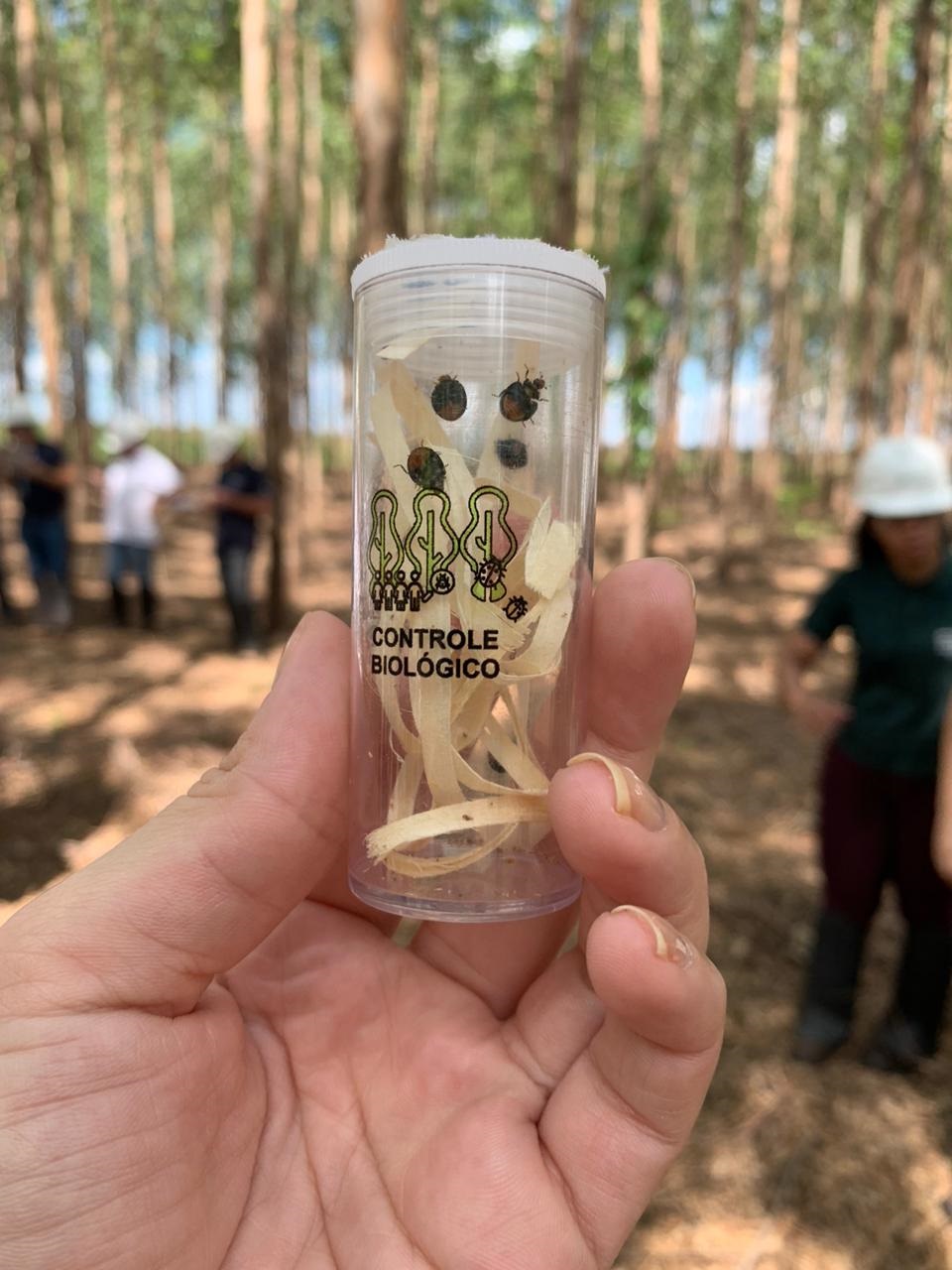 Suzano utiliza exército de joaninhas no combate a pragas